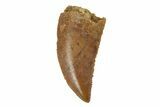Serrated, Raptor Tooth - Real Dinosaur Tooth #245785-1
